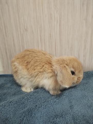 ホーランドロップ