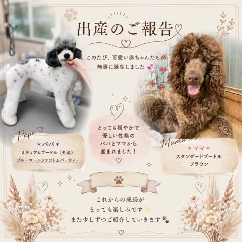 ミディアムプードルの写真2