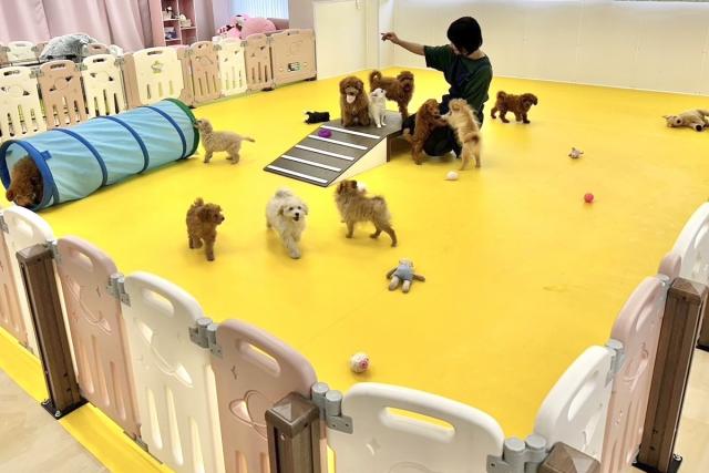 プレスクール ロドス（梶 匡伸ブリーダー）＠神奈川県横浜市金沢区