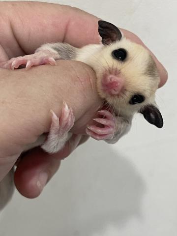 プラチナ