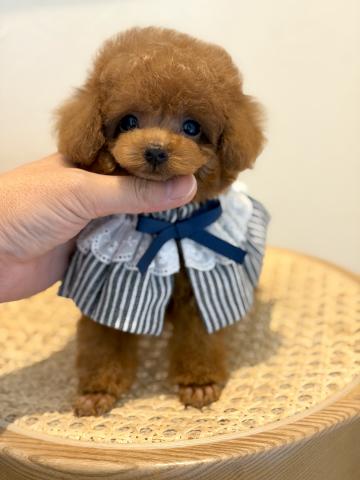 トイプードル🌺Mairo kun🌺
