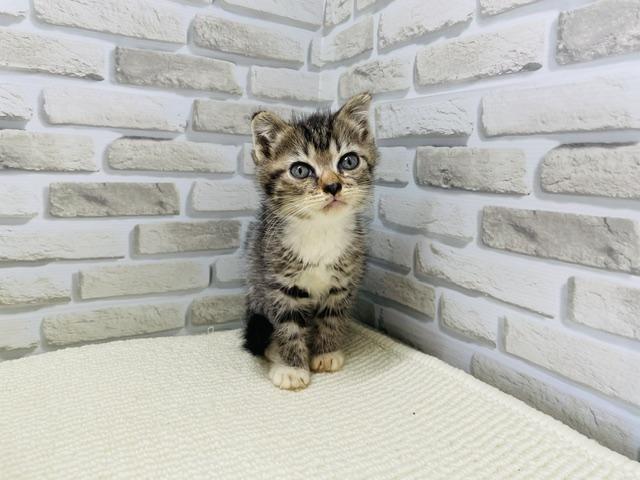 スコティッシュフォールド