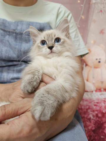 サイベリアン両親遺伝子検査クリア◎ウーロンちゃん