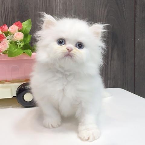 ペルシャ・ヒマラヤン