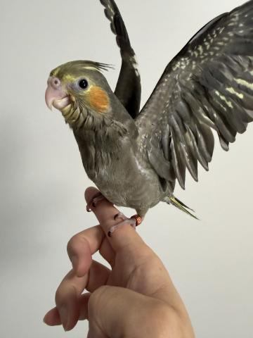 オカメインコノーマル