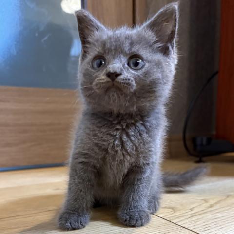 ブリティッシュショートヘア