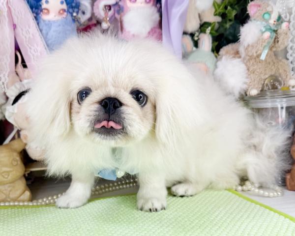 ペキニーズの写真3