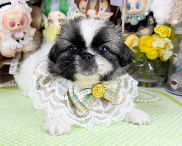 ペキニーズ