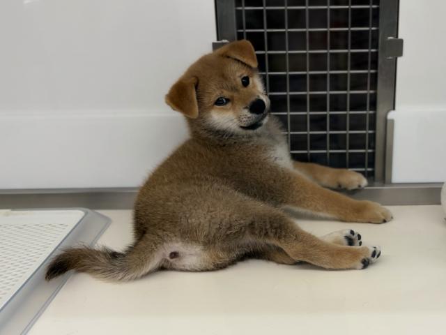 柴犬の写真5