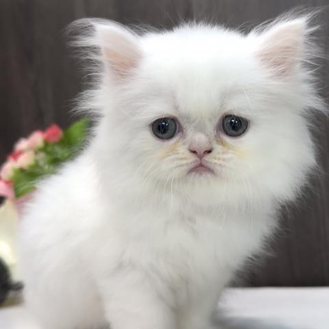 ペルシャ・ヒマラヤン