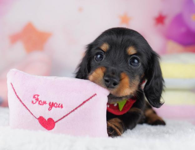 ミニチュアダックスフンドミニチュア・ダックスフンド(ロング)