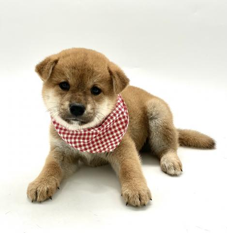 柴犬