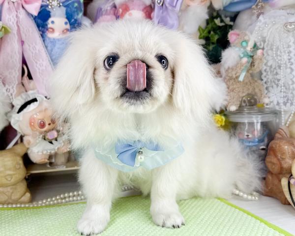 ペキニーズの写真4