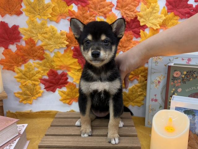 柴犬