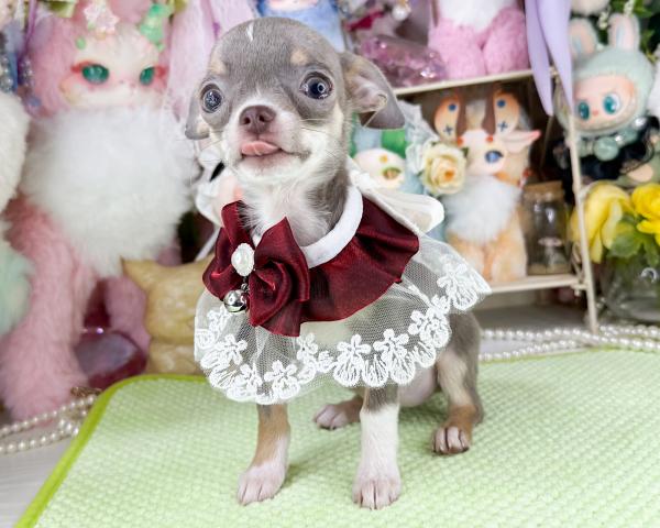 チワワ(スムースコート)
