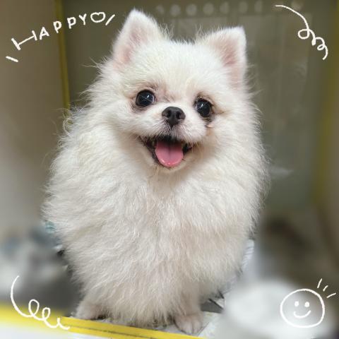ポメラニアン