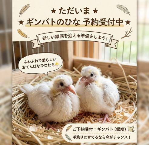 ギンバト