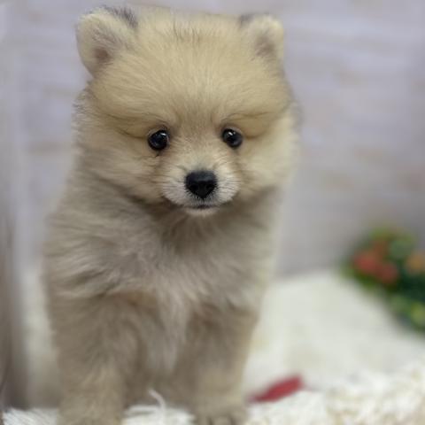ポメラニアン