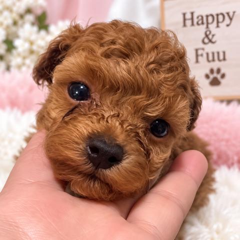 ティーカッププードル予想✨️