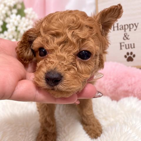 ティーカッププードル予想✨️