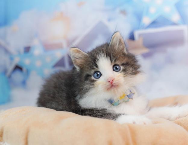 ノルウェージャンフォレストキャット