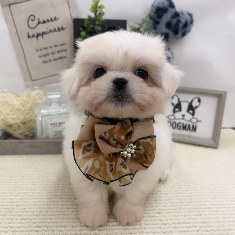 MIX✩.*˚ペキマル✩.*˚の写真5