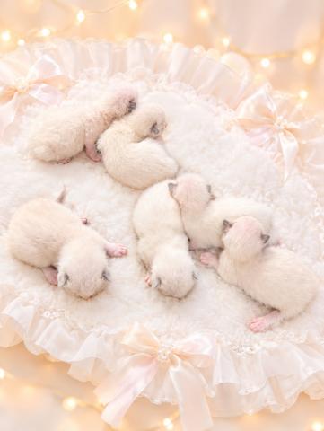 ラグドールまだまだ赤ちゃんです🧸コメント読んでください♡ご予約受け付けております