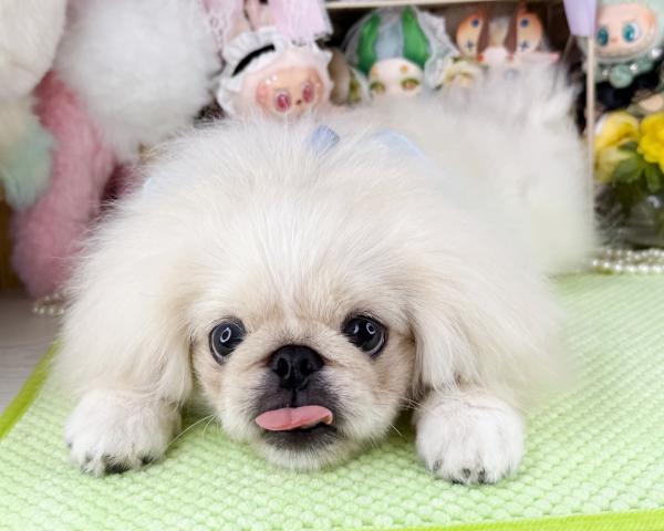 ペキニーズの写真5