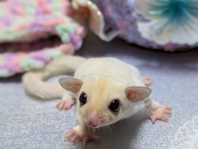 フクロモモンガ ルビープラチナ