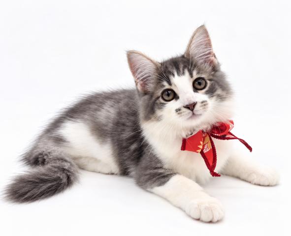 ノルウェージャンフォレストキャット