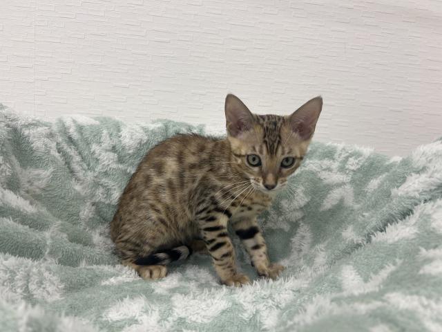 ベンガル