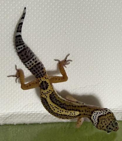 ヒョウモントカゲモドキ