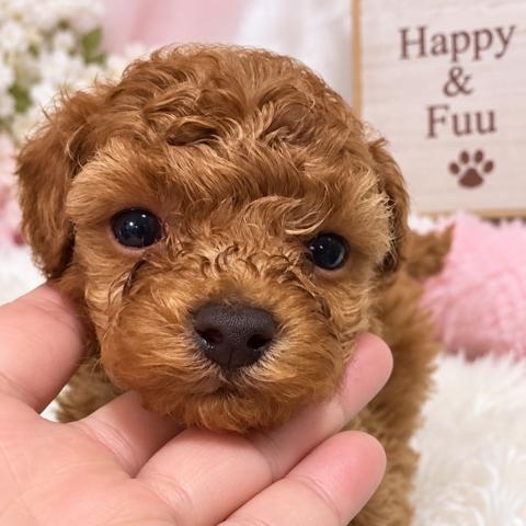 ティーカッププードル予想✨️