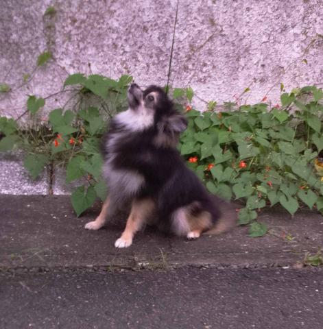 ポメラニアン