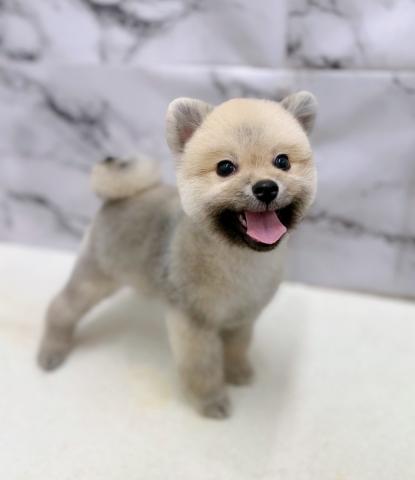 ポメラニアン【9/19お写真、動画更新！】Special price‼️イメチェンしました！まるまるたぬきからクマちゃんカットに♡の写真6