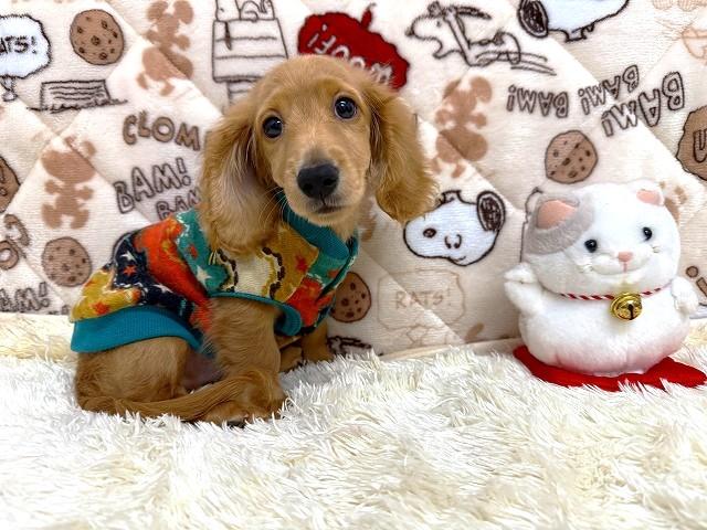 ミニチュアダックスフンドの写真6