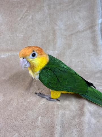 シロハラインコ