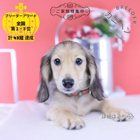 カニヘンダックスフンド　ロング