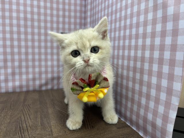 ブリティッシュショートヘア