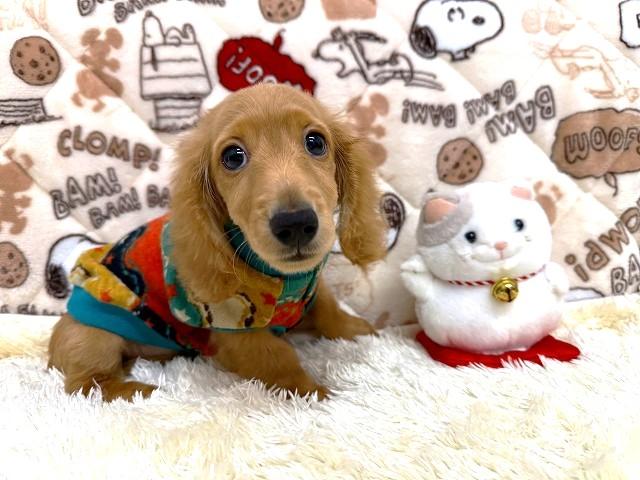 ミニチュアダックスフンドの写真3