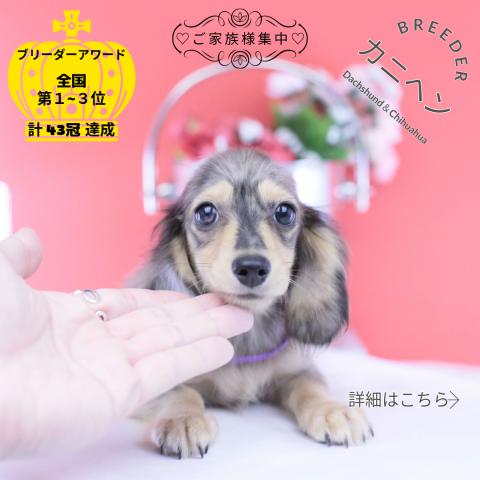 カニヘンダックスフンド　ロング