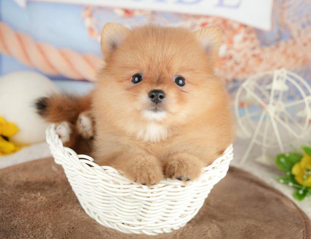 ポメラニアンの写真3