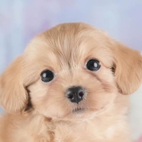 チワプー