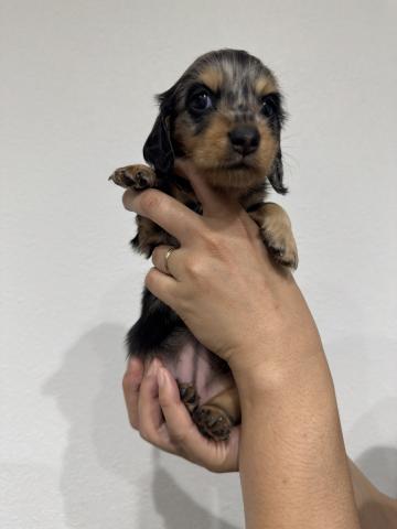 ミニチュアダックスフンド