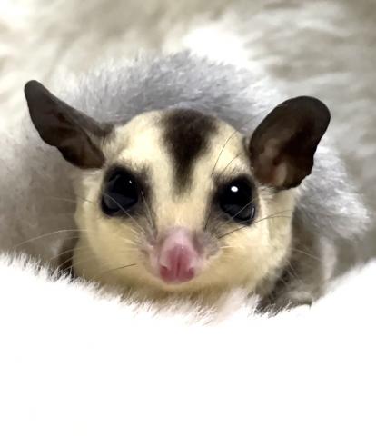 フクロモモンガ