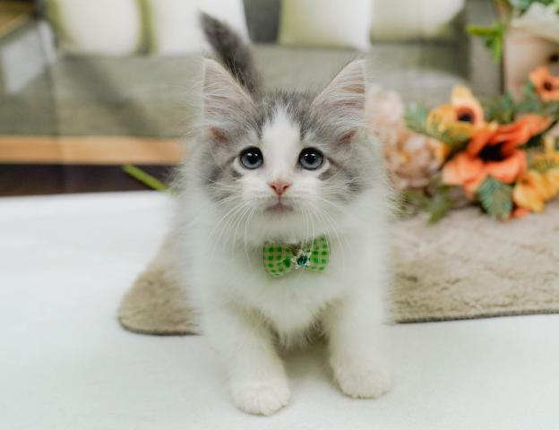 ノルウェージャンフォレストキャットの写真6