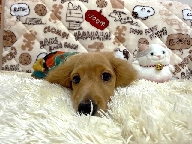 ミニチュアダックスフンドの写真2