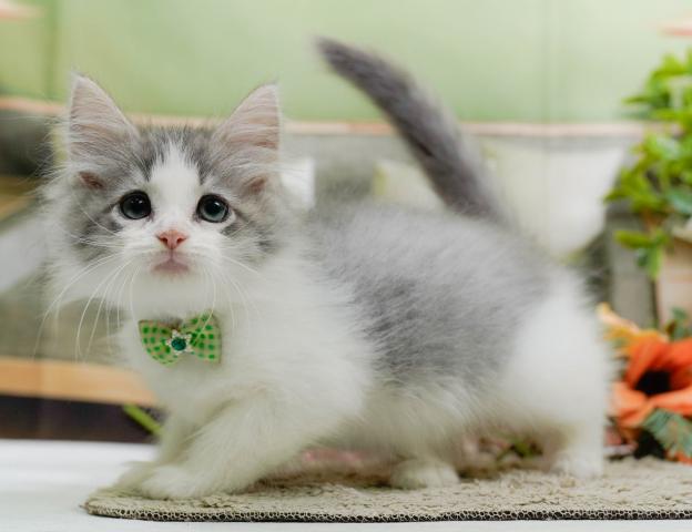 ノルウェージャンフォレストキャットの写真4