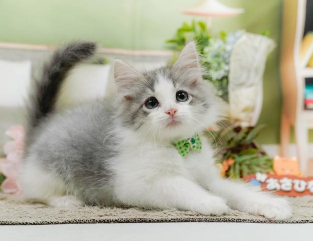 ノルウェージャンフォレストキャットの写真3