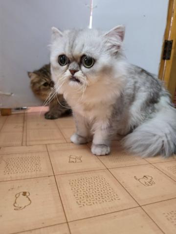 ペルシャ・ヒマラヤン